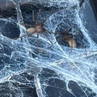 Affordable Pest Management ico