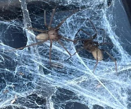 Affordable Pest Management