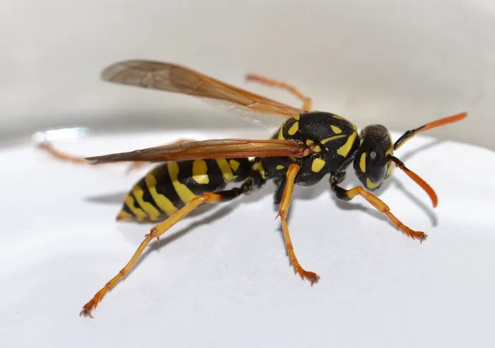 Trio Pest Control Picture 9