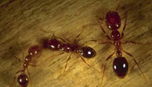 Kendall Pest Control // Locally owned // Pest & Rodent Services Picture 6