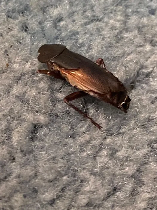 Kendall Pest Control // Locally owned // Pest & Rodent Services Picture 2