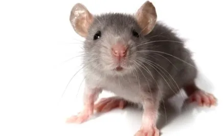 Kendall Pest Control // Locally owned // Pest & Rodent Services Picture 5