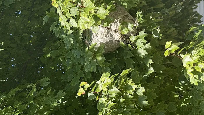 Anderson Termite & Pest Solutions..Locally owned in Greenwood.. pest, termite, rodent contol Picture 2