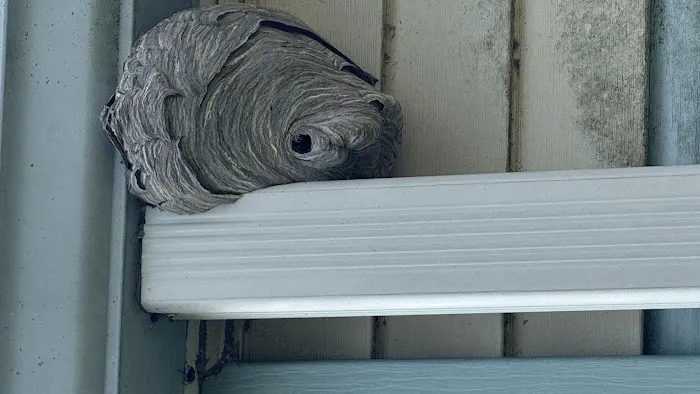 Anderson Termite & Pest Solutions..Locally owned in Greenwood.. pest, termite, rodent contol Picture 1