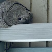 Anderson Termite & Pest Solutions..Locally owned in Greenwood.. pest, termite, rodent contol ico