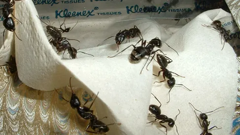 Anderson Termite & Pest Solutions..Locally owned in Greenwood.. pest, termite, rodent contol Picture 5