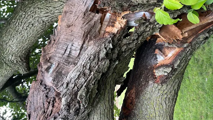 Anderson Termite & Pest Solutions..Locally owned in Greenwood.. pest, termite, rodent contol Picture 8