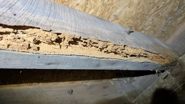 Anderson Termite & Pest Solutions..Locally owned in Greenwood.. pest, termite, rodent contol Picture 9