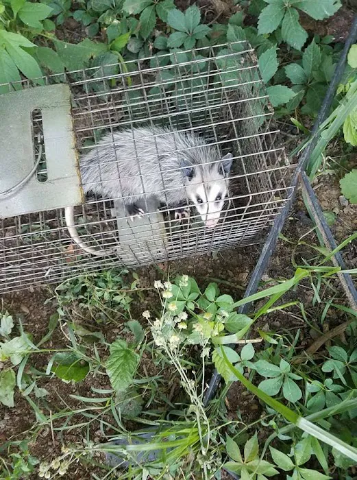 Indiana Critter Solutions Picture 2