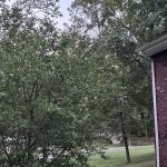 Vaught Pest Control Services