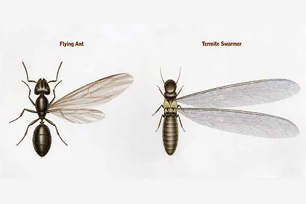Valley Termite & Pest Control Picture 7