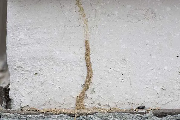 Valley Termite & Pest Control Picture 2