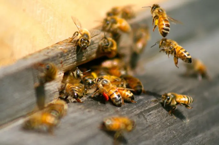 Valley Termite & Pest Control Picture 3
