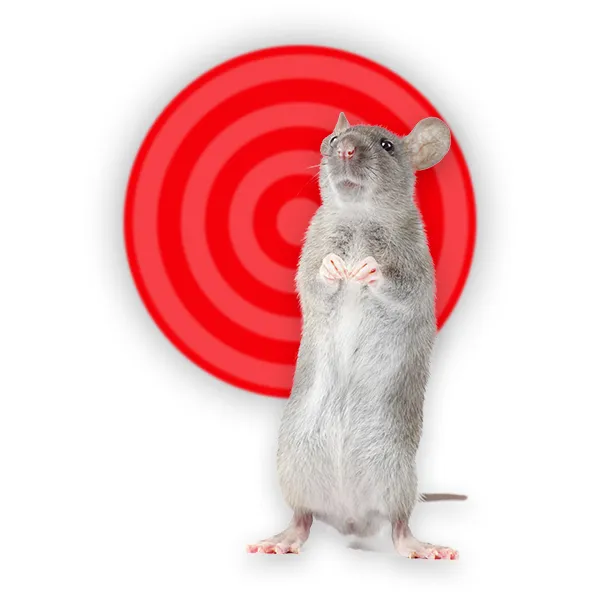 Perfection Pest Control Picture 10