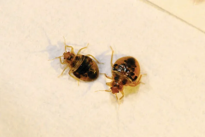 Perfection Pest Control Picture 9