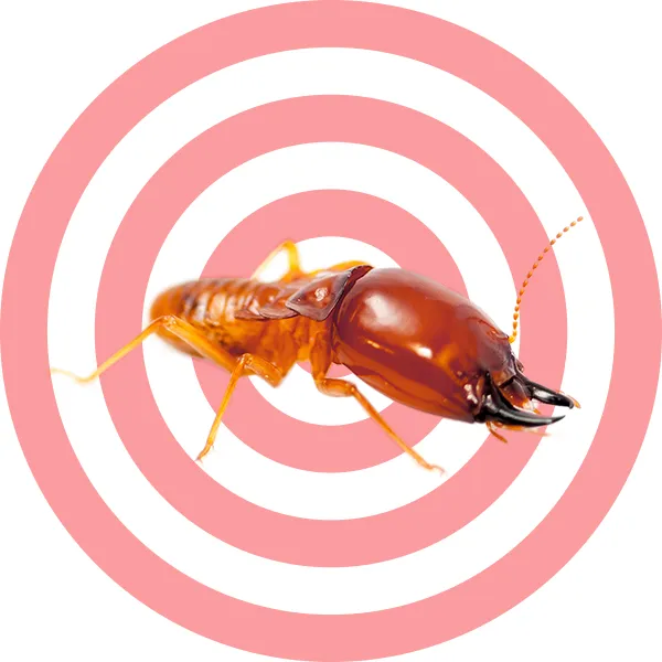 Perfection Pest Control Picture 4