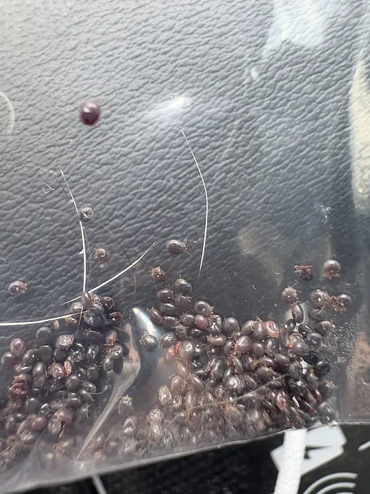 Select Pest Control Picture 10