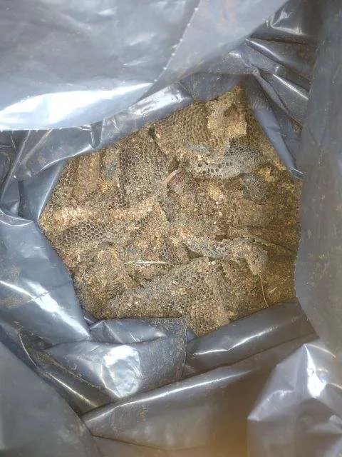 Complete Bee Removal Picture 6
