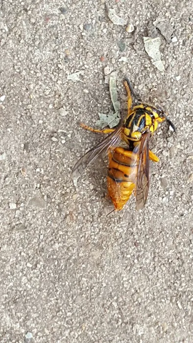 Complete Bee Removal Picture 5