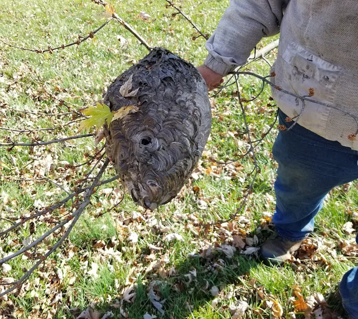 Complete Bee Removal Picture 7