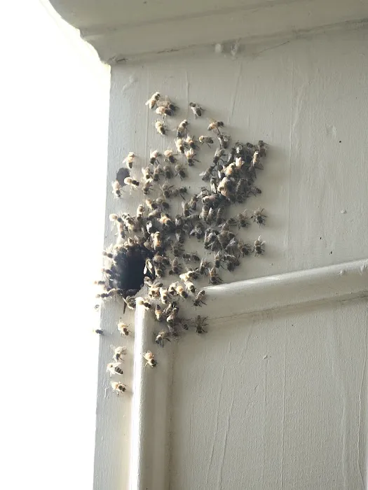 Complete Bee Removal Picture 1