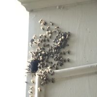 Complete Bee Removal ico