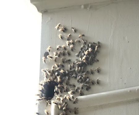 Complete Bee Removal