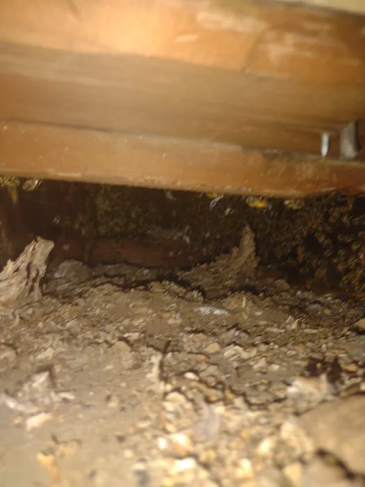 Complete Bee Removal Picture 3