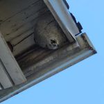 Boatner's Pest Management