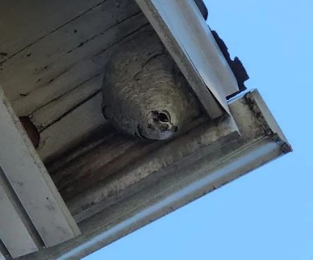 Boatner's Pest Management