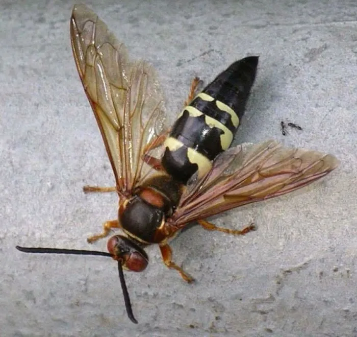 Boatner's Pest Management Picture 6