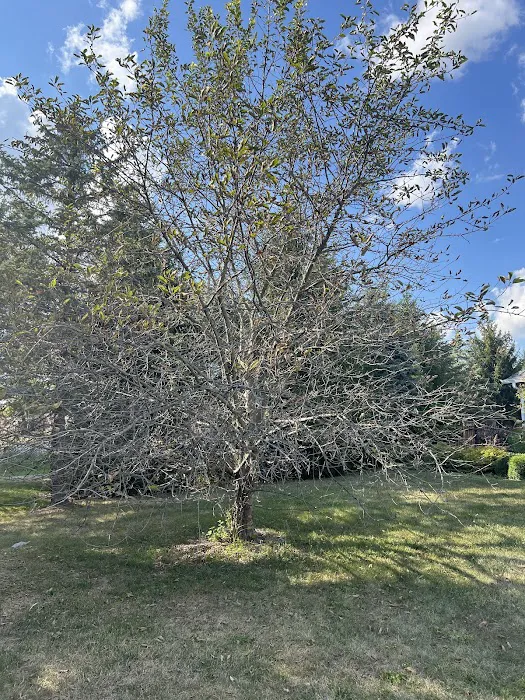 Naturescape Lawn and Landscape Care Picture 3