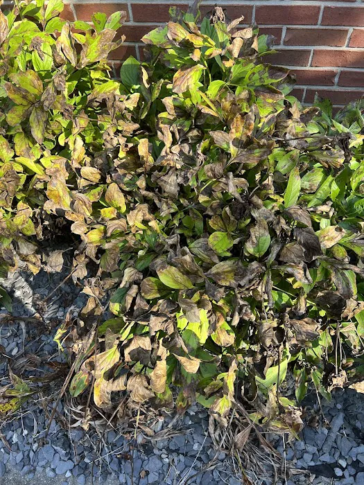 Naturescape Lawn and Landscape Care Picture 1