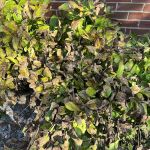 Naturescape Lawn and Landscape Care