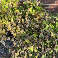 Naturescape Lawn and Landscape Care ico