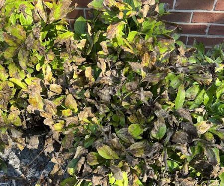 Naturescape Lawn and Landscape Care