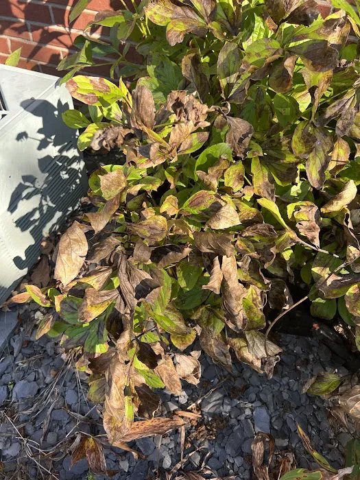 Naturescape Lawn and Landscape Care Picture 6