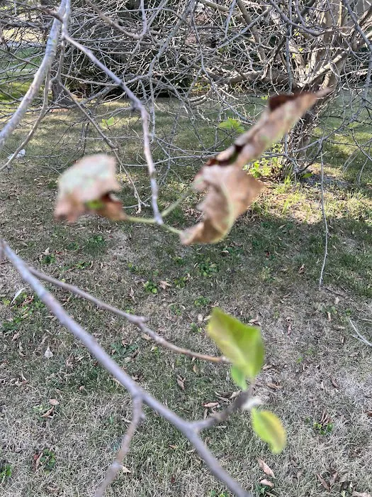Naturescape Lawn and Landscape Care Picture 2