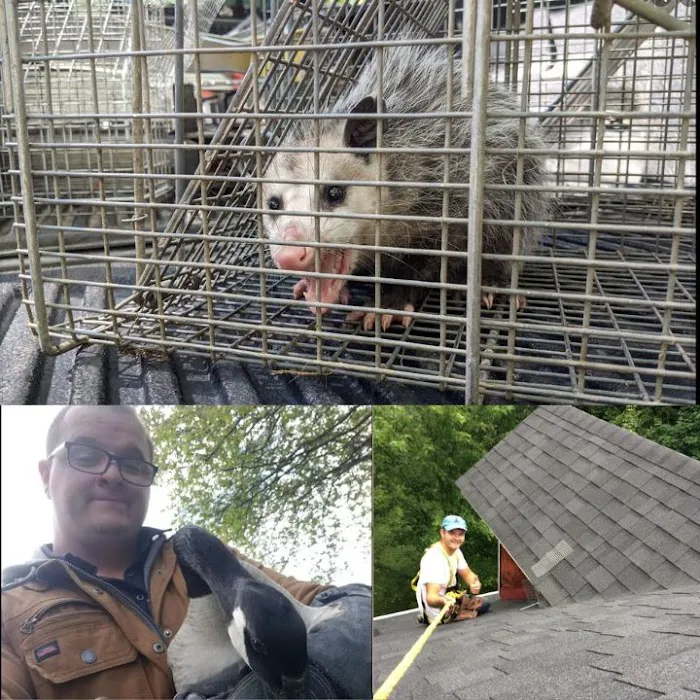 Critter Removal Indianapolis Picture 6