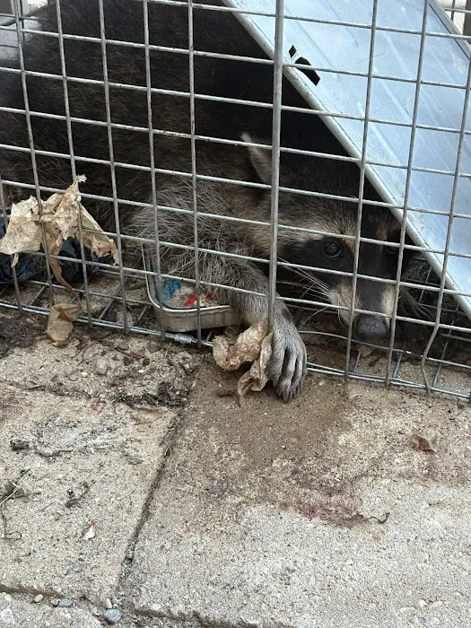 Critter Removal Indianapolis Picture 2