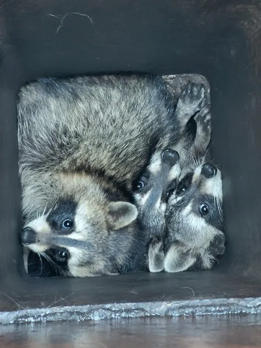 Critter Removal Indianapolis Picture 1