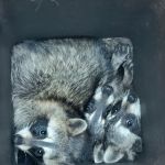 Critter Removal Indianapolis