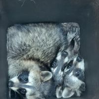 Critter Removal Indianapolis ico