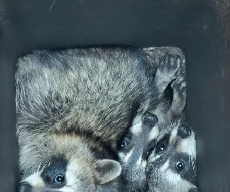 Critter Removal Indianapolis