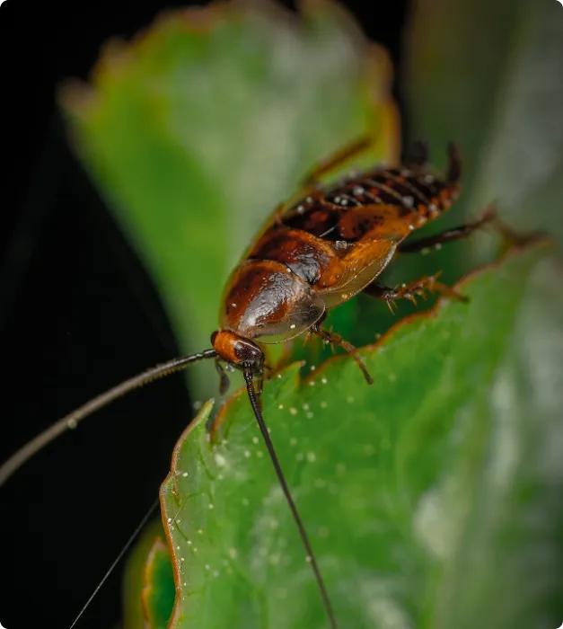 Insectall Picture 6