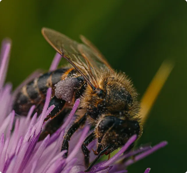 Insectall Picture 5