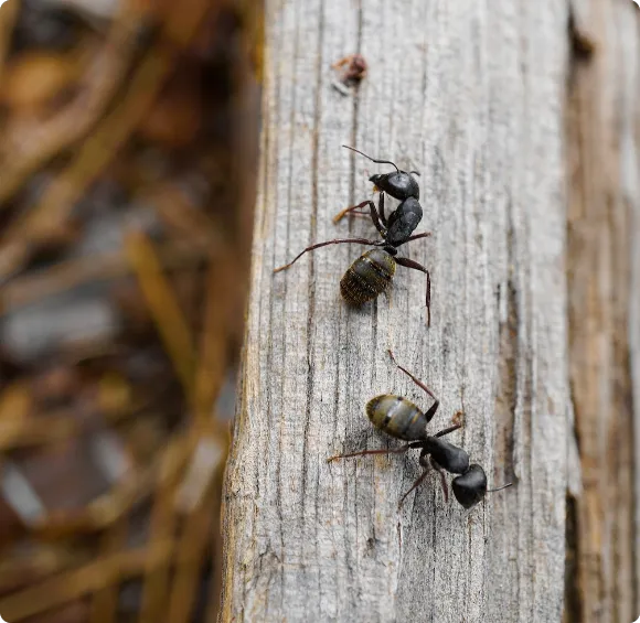 Insectall Picture 3