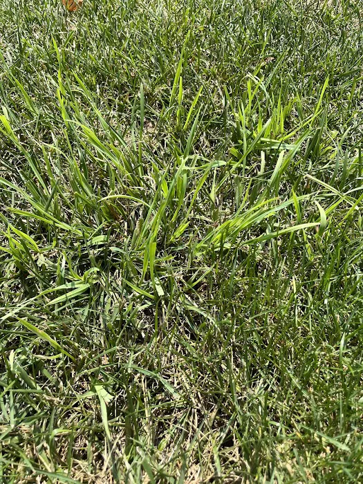 Oasis Turf & Tree Picture 1