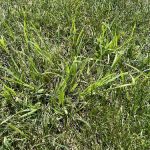 Oasis Turf & Tree