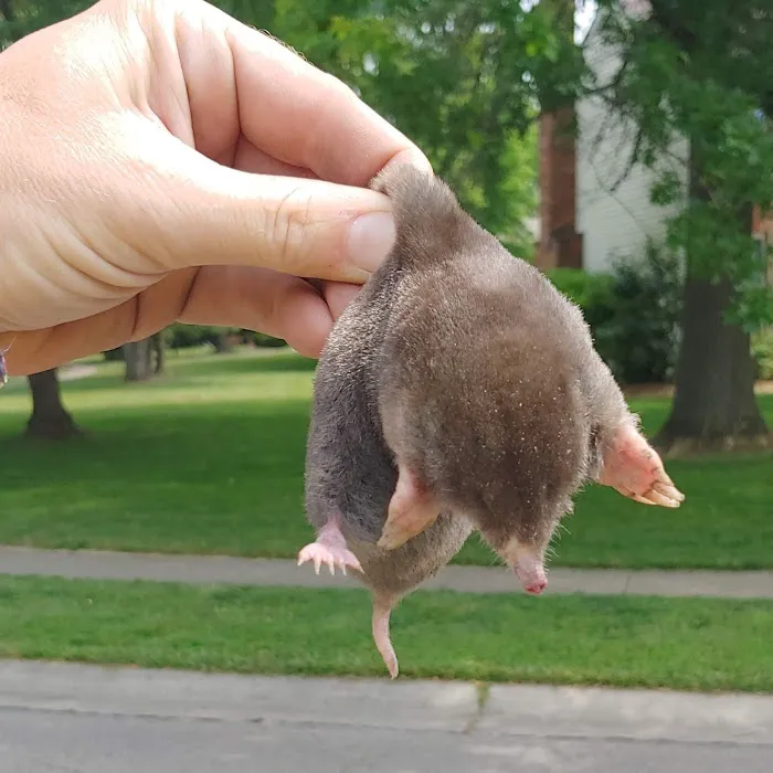 The Mole Hunter Picture 5